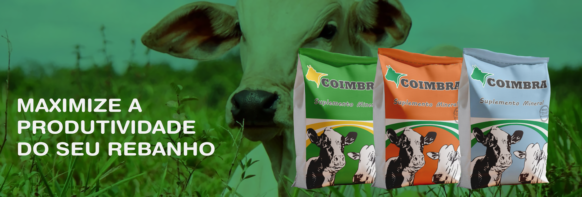 Linha de suplementos minerais Coimbra Nutri ao lado de um bovino no campo